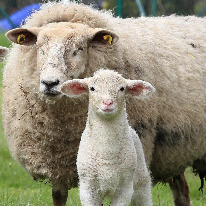 Newsvorschau Mulesing bei REGIA-Garnen - eine Herde Schafe auf der Wiese